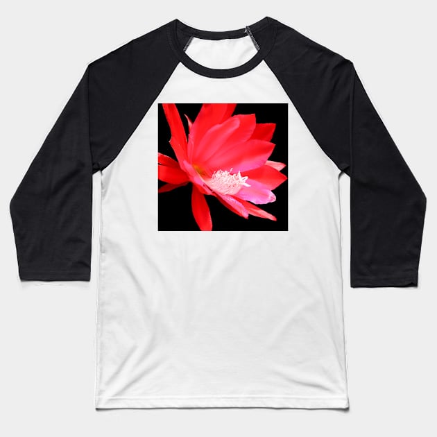 Red cactus flower isolated on black Baseball T-Shirt by brians101